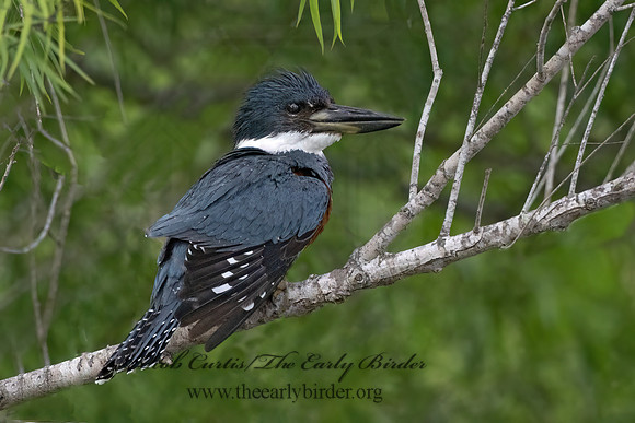 Ceryle torquata  RINGED KINGFISHER 3030799z