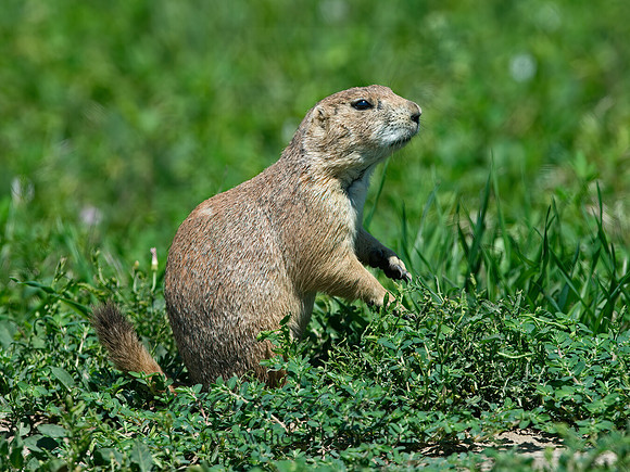 Cynomys ludovicianus  BLACK-TAILED PRAIRIE DOG 9061616z