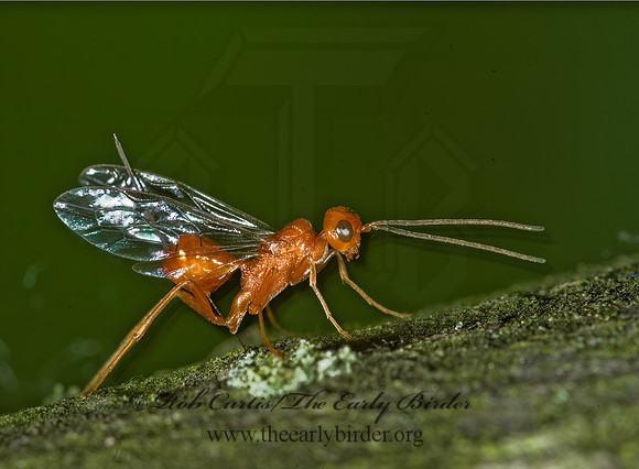 Aulacus burquei 5008242z