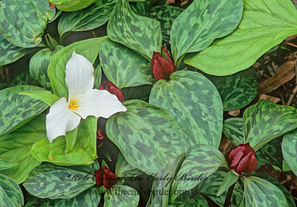 Trillium recurvatum  PRAIRIE TRILLIUM 265209z