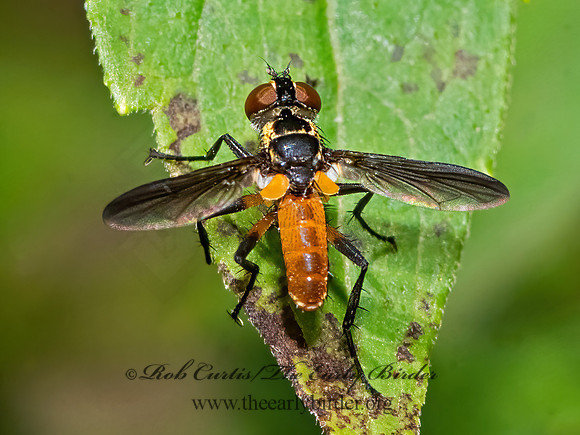 Trichopoda  FEATHER-LEGGED FLY 3026150z