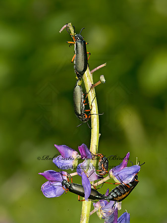 Lytta sayi  GREEN BLISTER BEETLE 9032754z