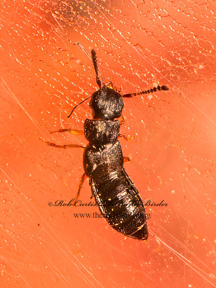 Anotylus or Oxytelus ROVE BEETLE 9081374z