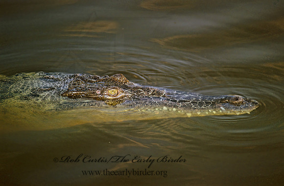 Crocodylus acutus  AMERICAN CROCODILE 271001z