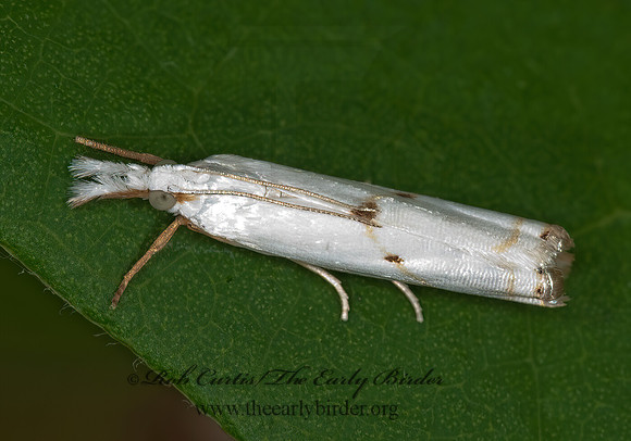 Microcrambus biguttellus GOLD-STRIPE GRASS-VENEER 3003040z