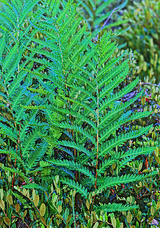 Osmundastrum cinnamomeum  CINNAMON FERN 268131z