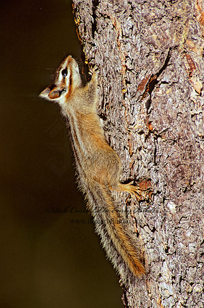 Neotamias dorsalis  CLIFF CHIPMUNK 75213z