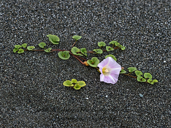 Calystegia soldanella  SAND BINDWEED 9059165z