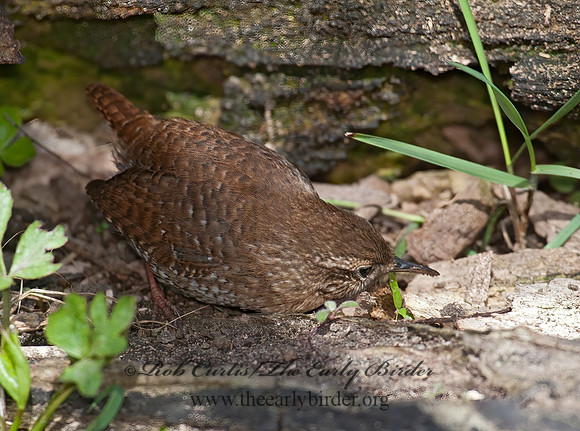 Troglodytes hiemalis  WINTER WREN 8033902z