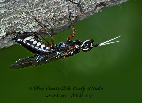 Xiphydria maculata 5008400z