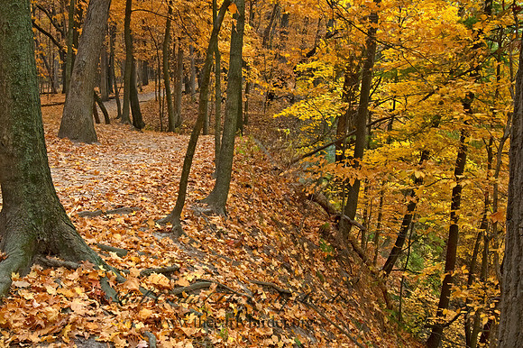 FALL FOREST SCENE 5017047z