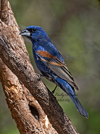 Guiraca caerulea  BLUE GROSBEAK 3037236z