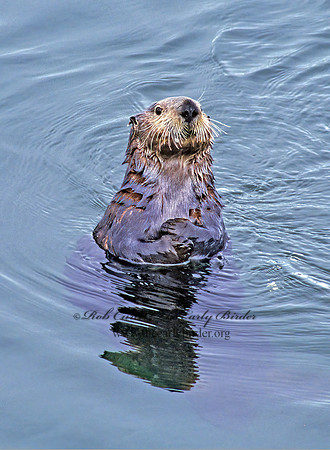 Enhydra lutris kenyoni  NORTHERN SEA OTTER 224416 z