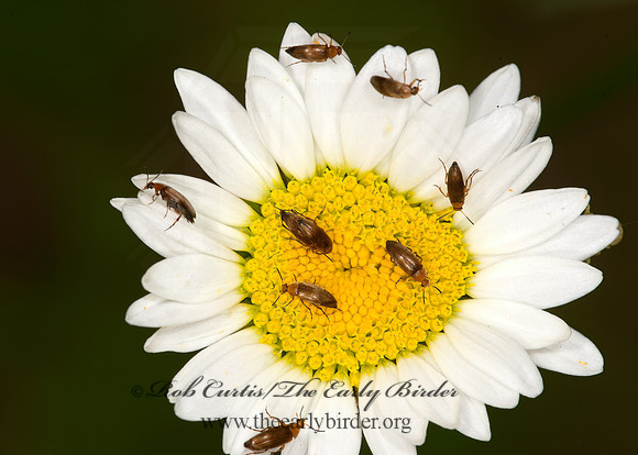 Anaspis rufa  FALSE FLOWER BEETLE 9033273z