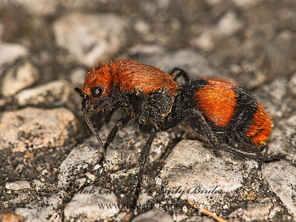 Dasymutilla�occidentalis  COW KILLER 9050535z