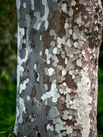 Plantanus racemosa  WESTERN SYCAMORE  8036521z