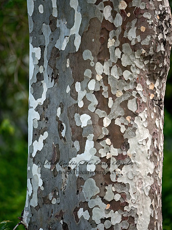 Plantanus racemosa  WESTERN SYCAMORE  8036521z