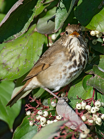 Catharus guttatus  HERMIT THRUSH 9015461z