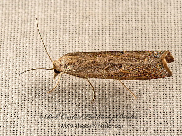 Parapediasia teterrellus  BLUEGRASS WEBWORM MOTH  9048193z