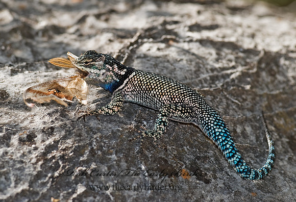 Sceloporus jarrovi  YARROW'S SPINY LIZARD 6026764z