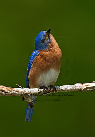 Sialia sialis  EASTERN BLUEBIRD 6003818z
