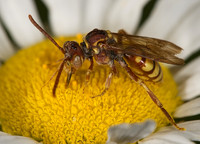 Nomada luteola grp CUCKOO BEE 8005046z