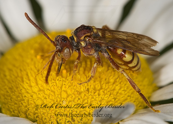 Nomada luteola grp  CUCKOO BEE 8005046z