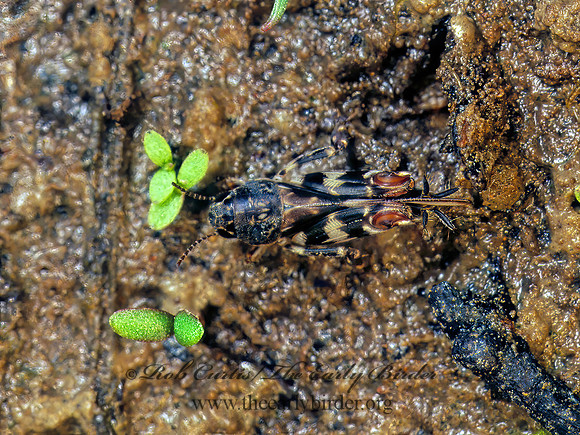 Ellipes minuta  SMALLER SAND CRICKET 173324z