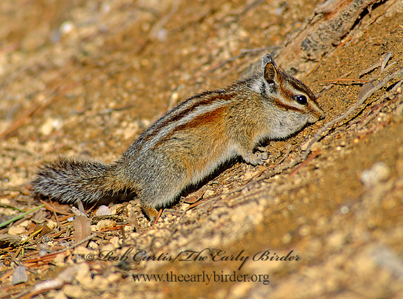 Neotamias amoenus  YELLOW PINE CHIPMUNK 112301z
