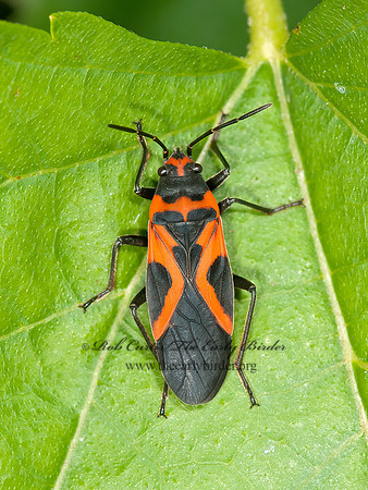 Lygaeus turcicus  FALSE MILKWEED BUG 3015252z