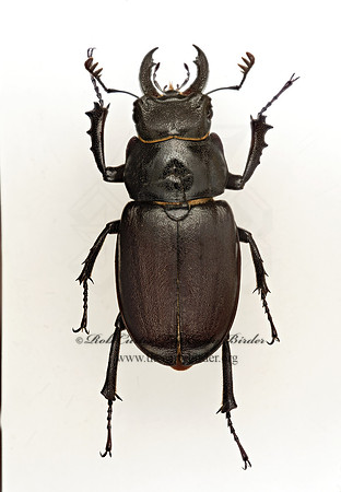 Lucanus placidus 9020358z