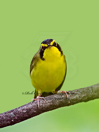 Geothlypis formosa  KENTUCKY WARBLER 9022827z