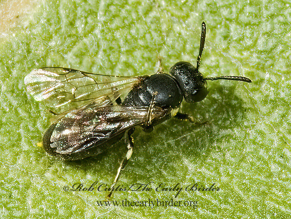 Hylaeus 5015004z