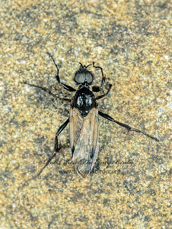 Bibio xanthopus  MARCH FLY  MARCH FLY 149331 Mz