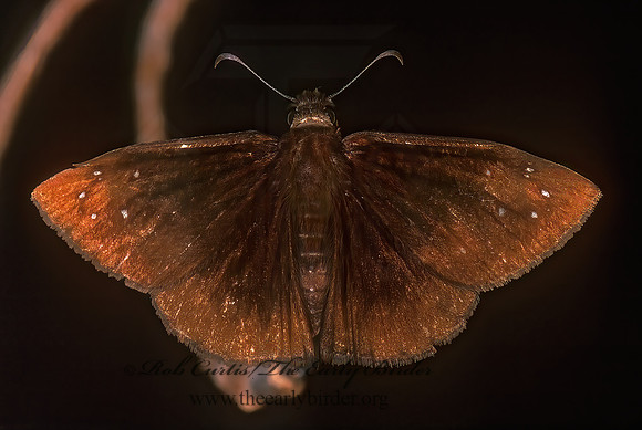 Ephyriades brunneus  FLORIDA DUSKYWING 248134z