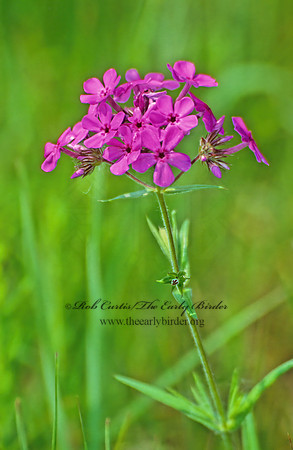 Phlox divaricata  BLUE PHLOX 282807 (1)z