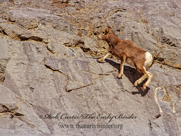 Ovis canadensis  BIGHORN SHEEP 223208z
