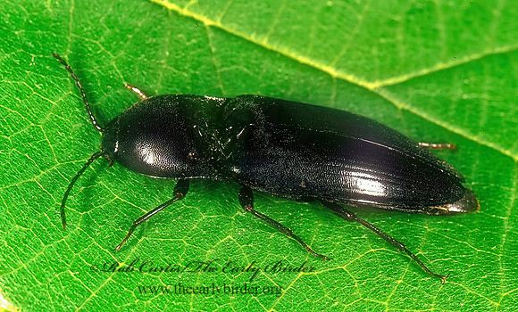 Ampedus melsheimeri 278111z