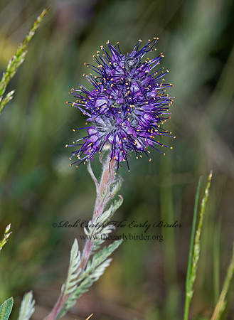 Phacelia seicea  PURPLE FRINGE 7010361 Phacelia seiceaz