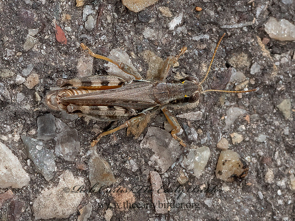 Melanoplus sanguinipes  MIGRATORY GRASSHOPPER 3024757z