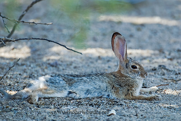 Sylvilagus auduboni  DESERT COTTONTAIL 7006893z