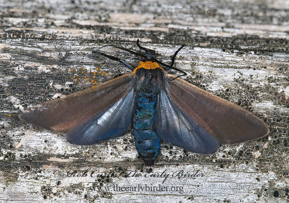 Cisseps fulvicollis YELLOW-COLLARED SCAPE MOTH 6016983 z