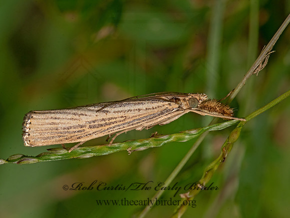 Agriphila vulgivagellus  VAGABOND CRAMBUS 3026136-z