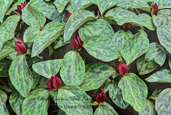 Trillium recurvatum  PRAIRIE TRILLIUM 265123z