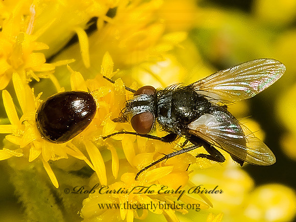 Leucostoma aterrimum~  TACHINID FLY~ 5015556z