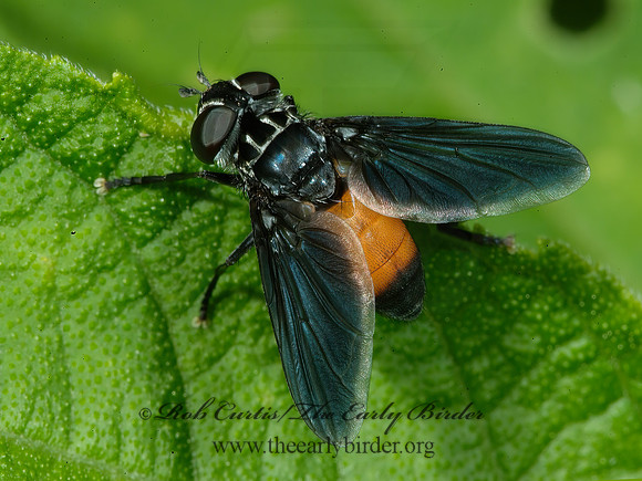 Trichopoda pennipes  FEATHER-LEGGED TACHINID 4003041-z