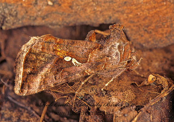 Autographa precationis  COMMON LOOPER MOTH 136323z