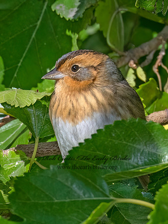 Ammospiza nelsoni NELSON'S SPARROW 9084566z