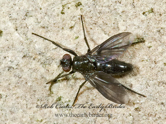 Melanophora roralis  WOODLOUSE FLY 5009631z