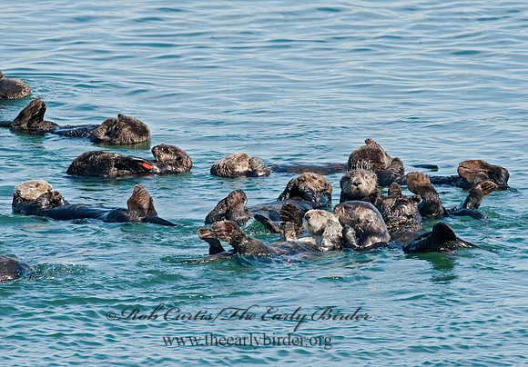 Enhydra lutris nereis  SOUTHERN SEA OTTER 8020421 z